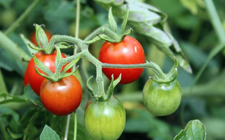 蕃茄修剪時機