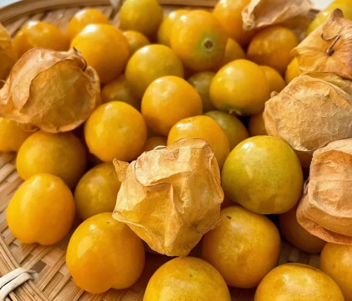 燈籠果種植技巧