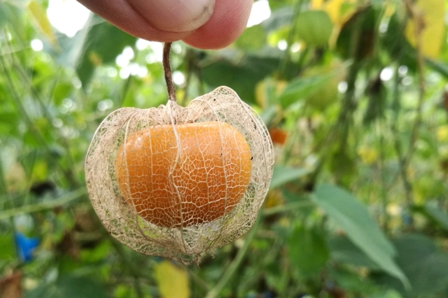 延長燈籠果壽命