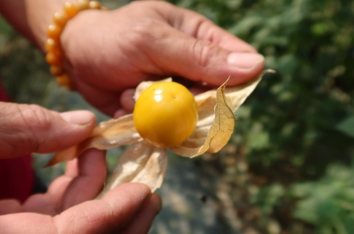 燈籠果採收時機