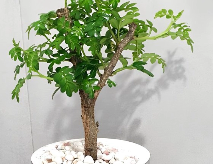 小樹養護方法 小樹養護方法