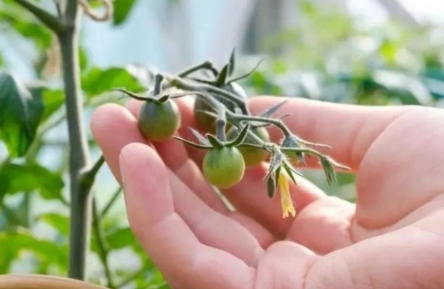 小番茄授粉方法