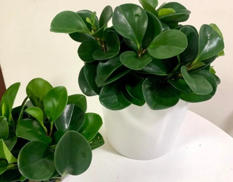 圓葉金錢樹常見問題