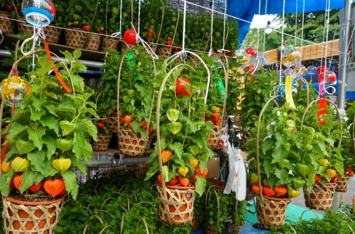 酸漿果栽培技巧 酸漿果栽培技巧