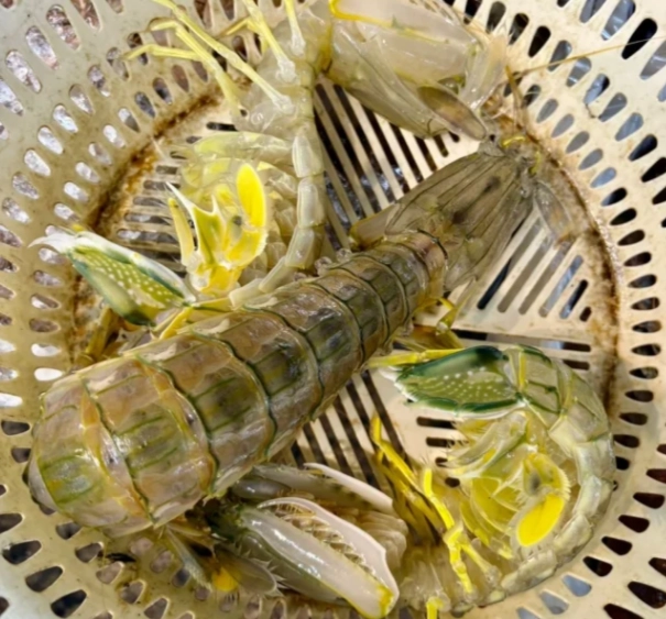 螳螂蝦營養價值