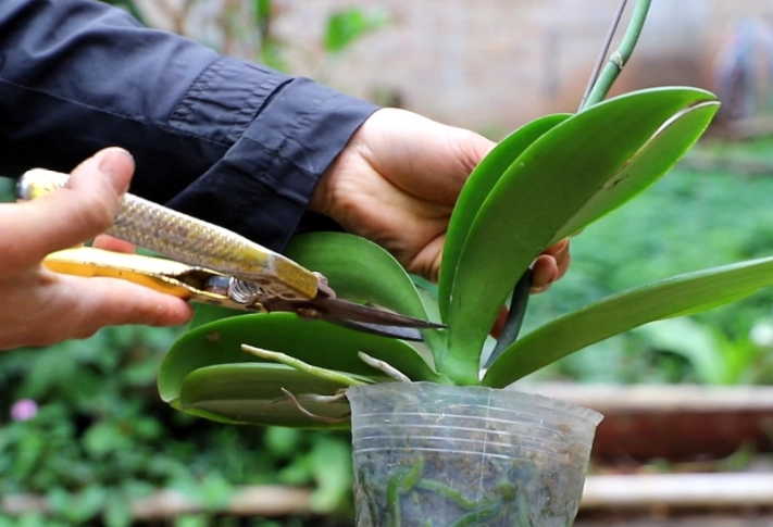 蝴蝶蘭修剪方法