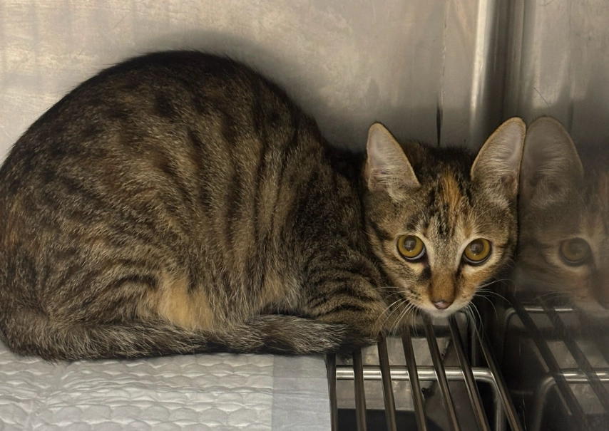 樟腦丸貓咪安全 樟腦丸貓咪安全