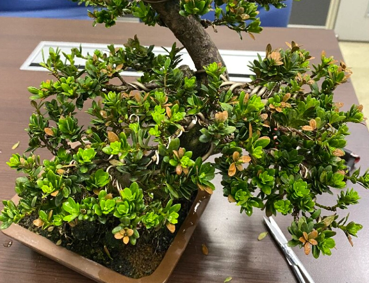 羅漢松種植季節