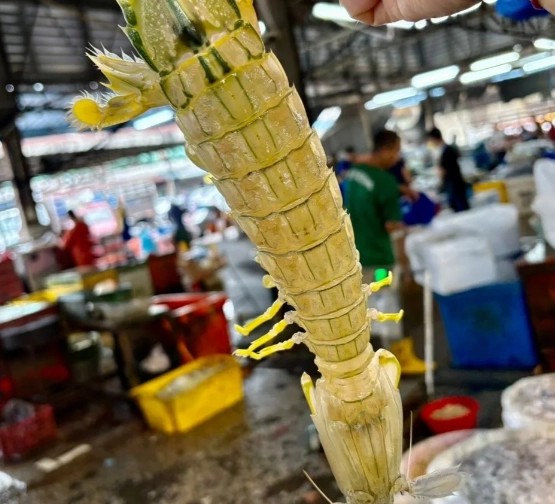 螳螂蝦營養價值