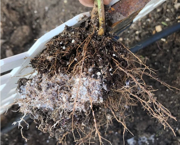 植物根部白色物質