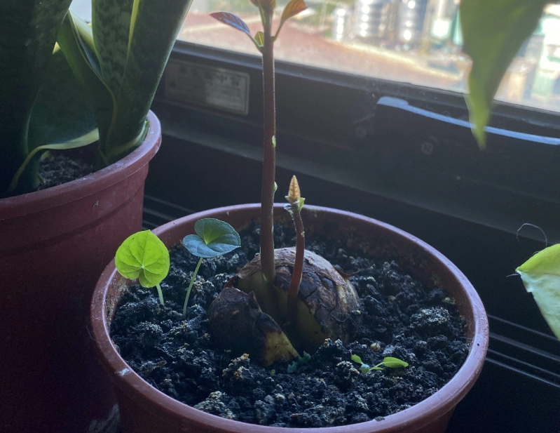 土耕酪梨方法 土耕酪梨方法