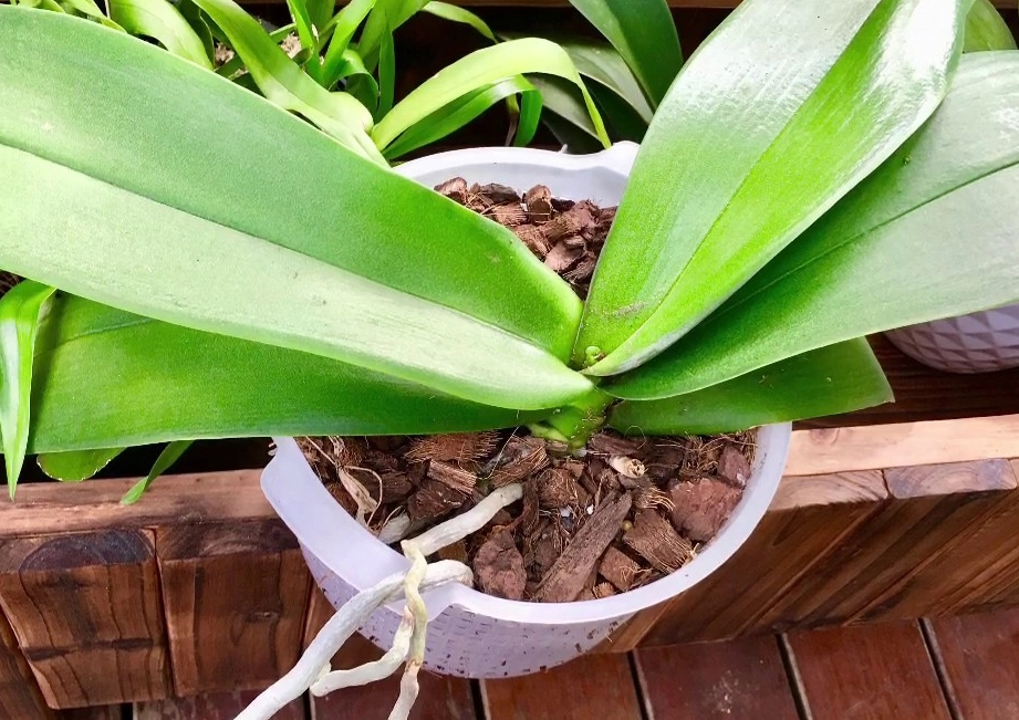 蝴蝶蘭澆水頻率