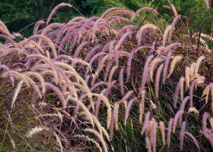 台灣禾本科圖鑑