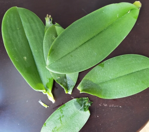 蘭花葉子掉落原因