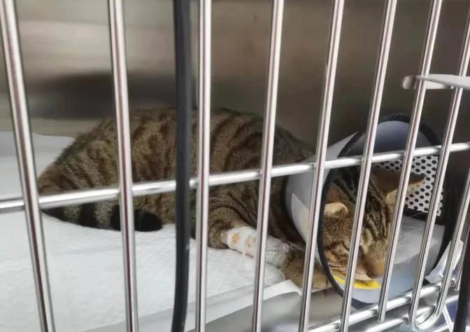 貓樟腦油中毒症狀