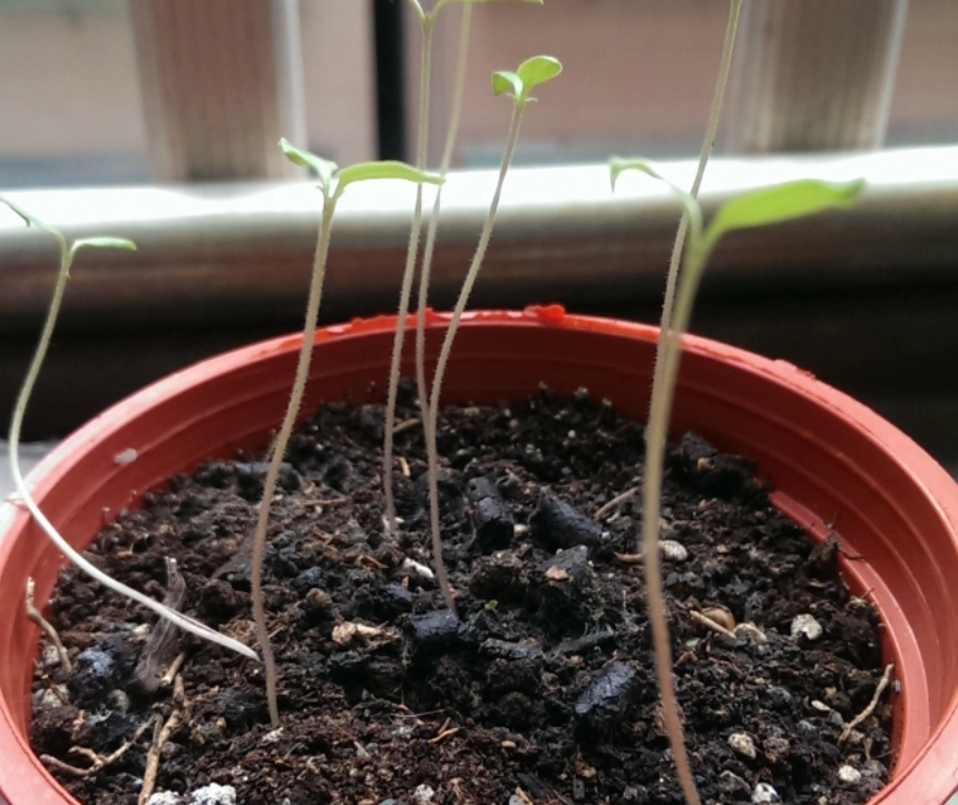 小番茄發芽方法