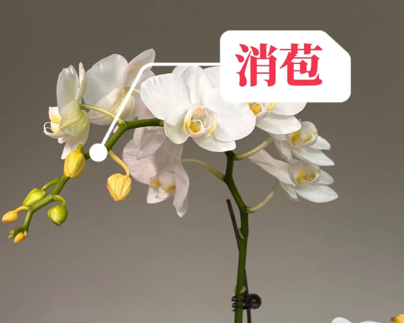 蝴蝶蘭花苞掉落