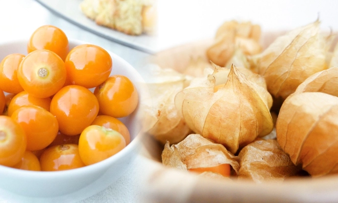 燈籠果栽培時間