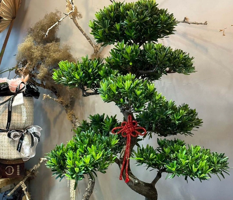 羅漢松盆景設計