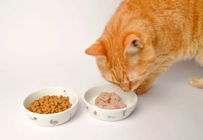 貓食慾不振只喝水