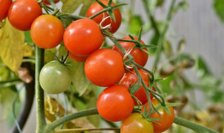 小番茄修剪方法