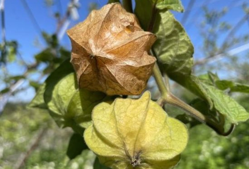 燈籠果修剪時機