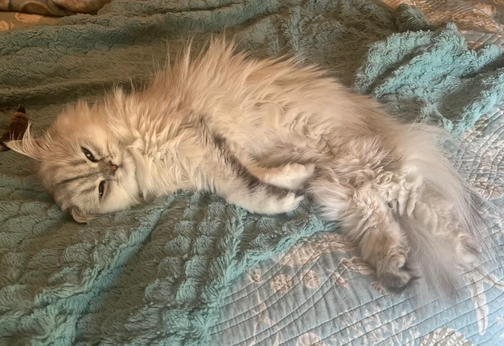 貓食慾不振只喝水