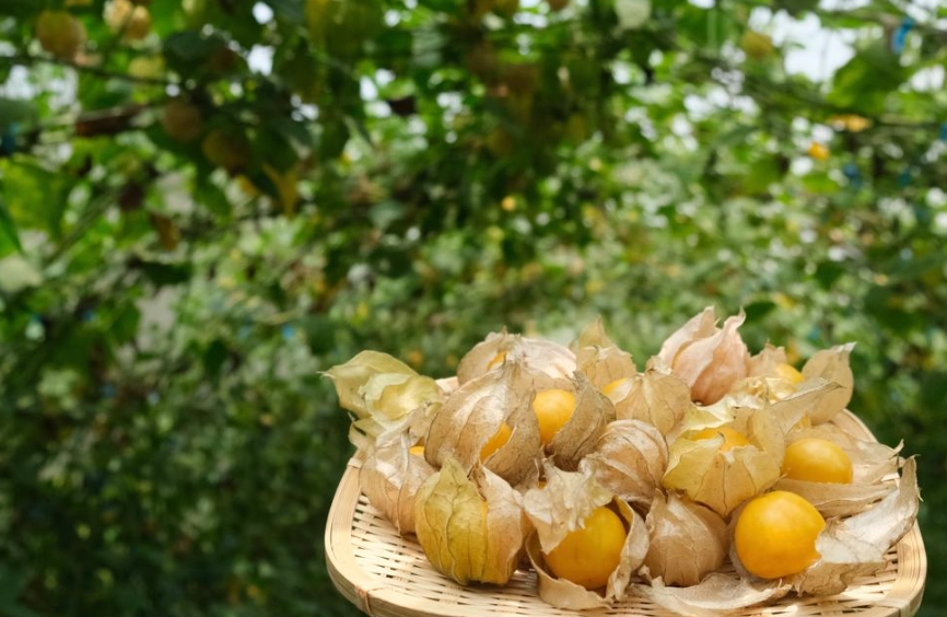 燈籠果修剪方法