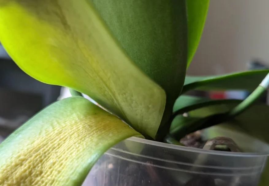 蘭花葉子變黃處理