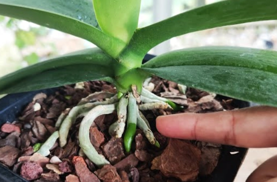 蝴蝶蘭澆水方法