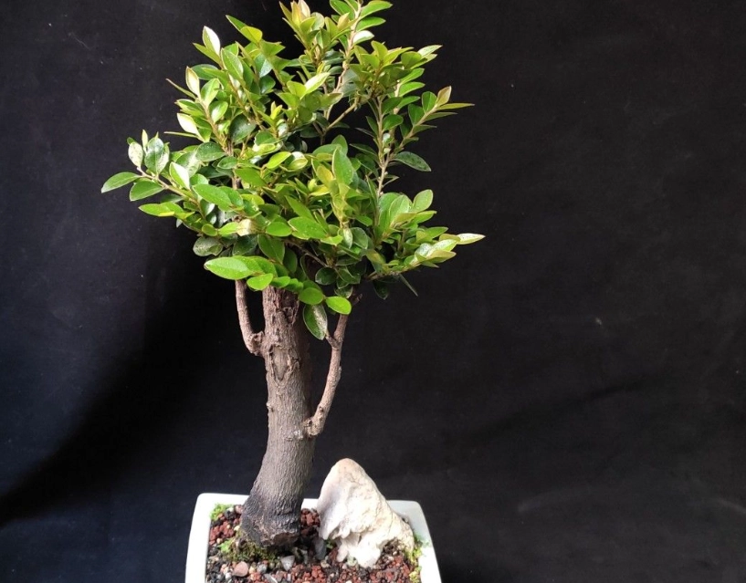 小樹養護方法 小樹養護方法