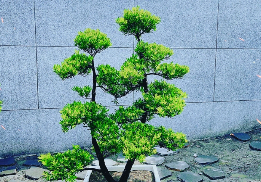 羅漢松造型技巧