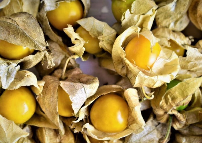 燈籠果採收時機