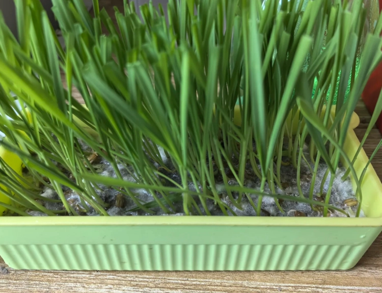 家居植物霉菌防治