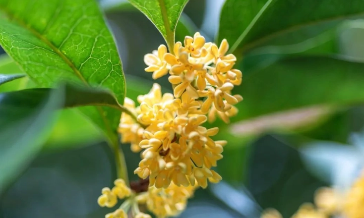 桂花树种植位置