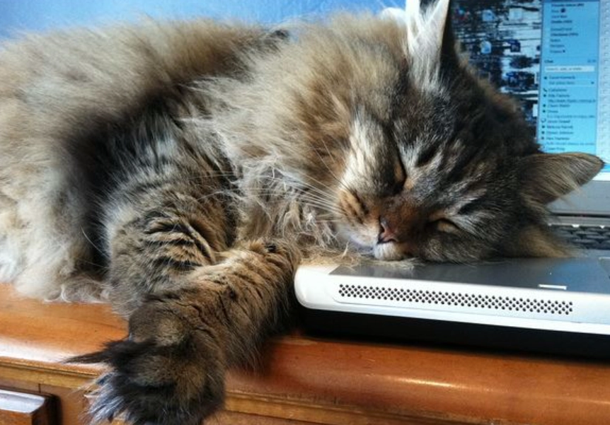 貓咪樟腦中毒預防