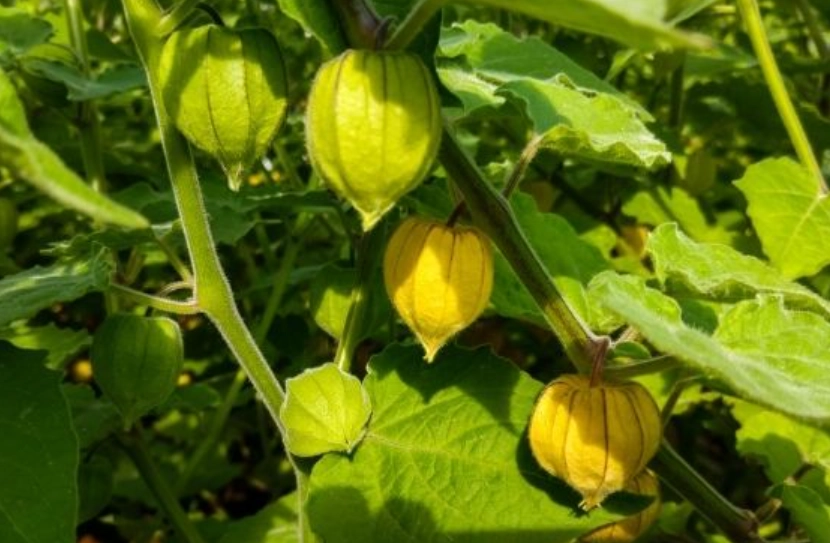 燈籠果修剪時機