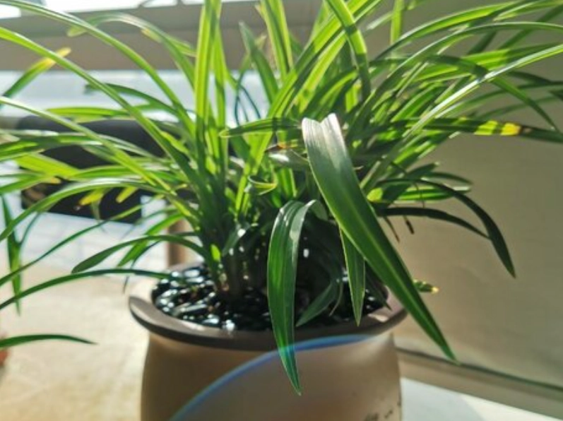 蘭花不開花怎麼辦