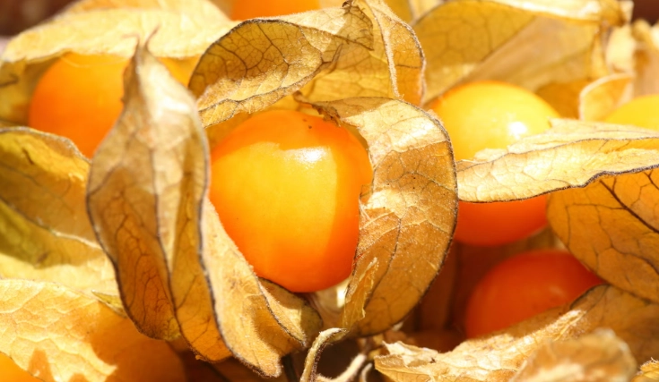 燈籠果怎麼採收