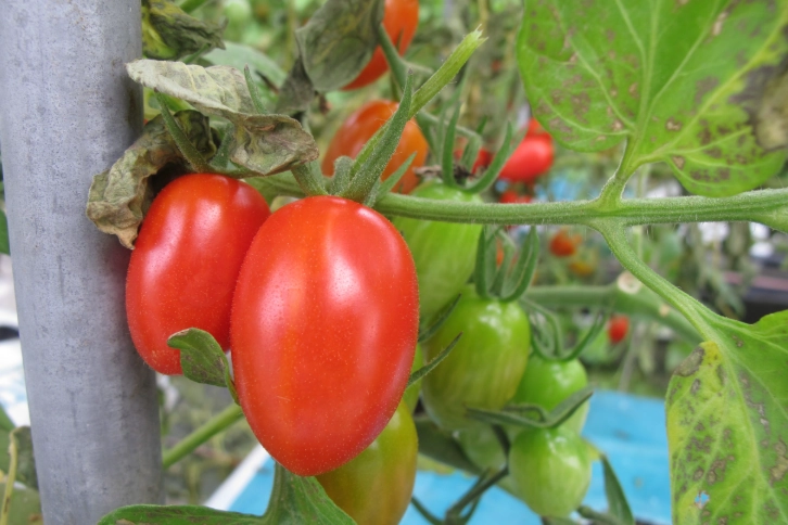 小番茄修剪方法