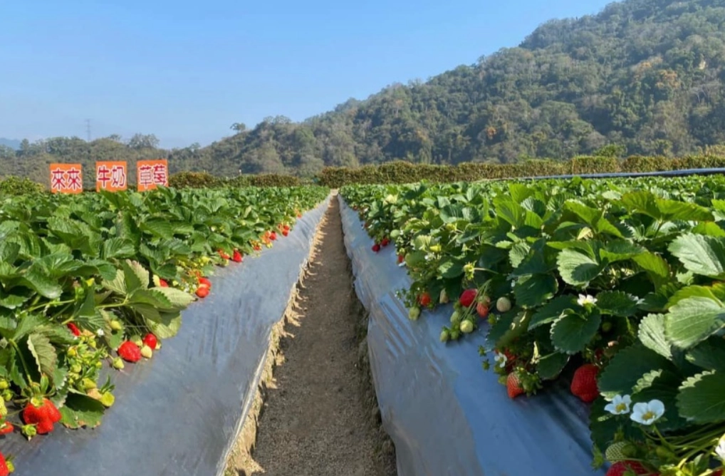 苗栗旅遊景點推薦