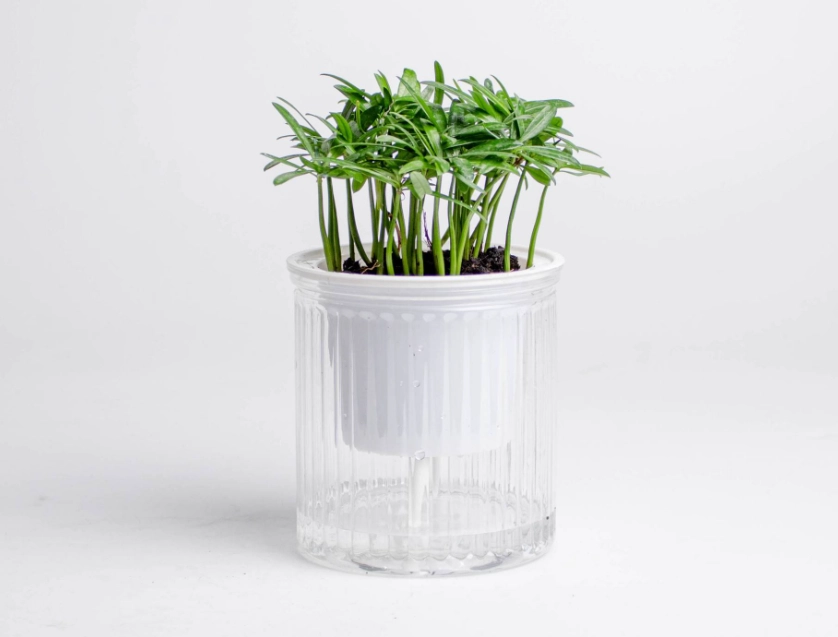 羅漢松水耕方法