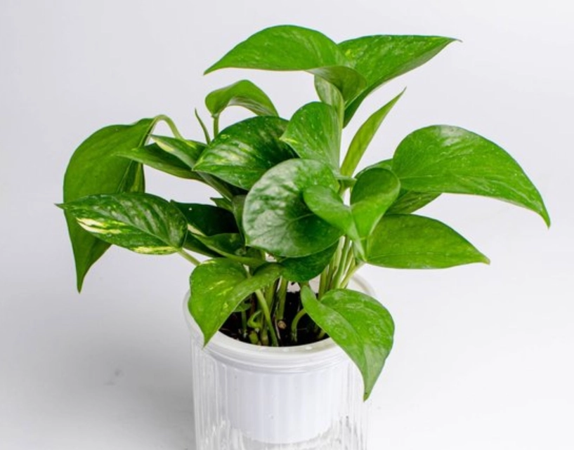 黃金葛毒性症狀