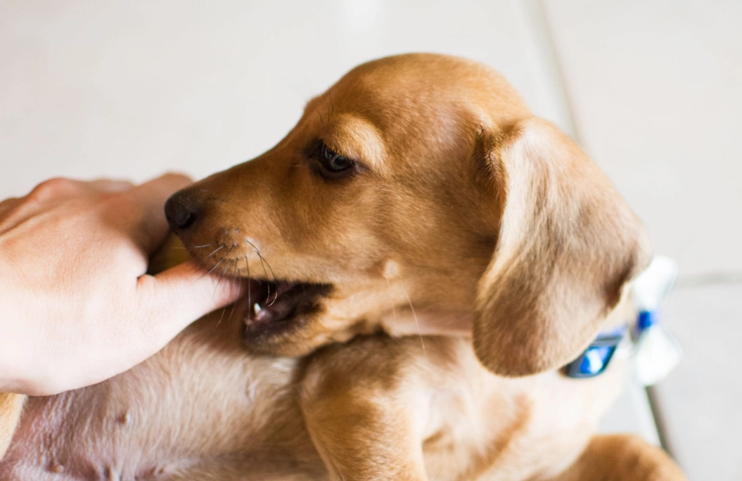 夢到被狗咬手不放