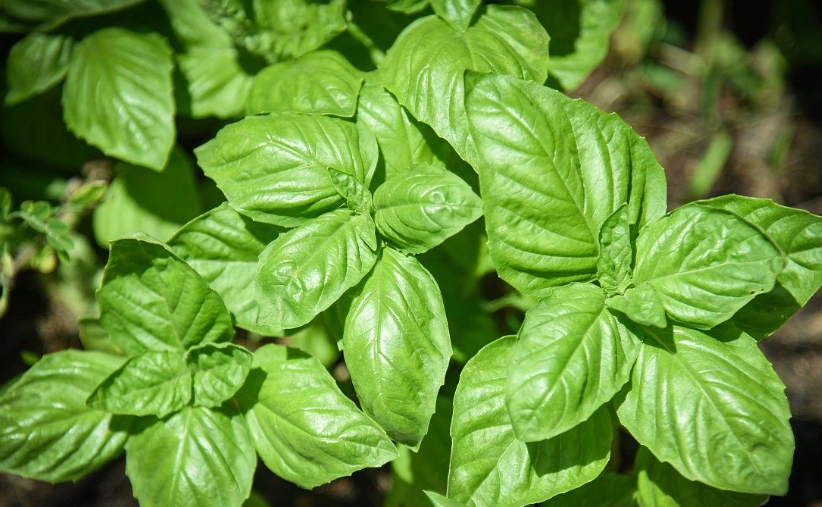 甜羅勒種植季節