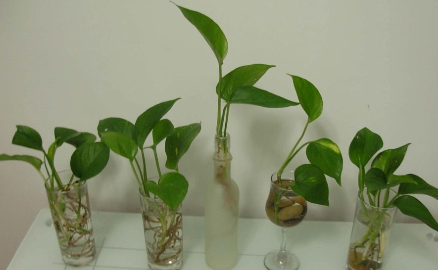 水耕黃金葛根變黑