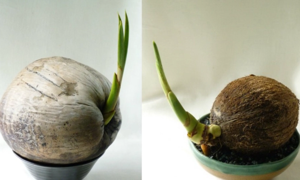 在家輕鬆培育椰子苗：完整發芽步驟圖解與常見問題全攻略