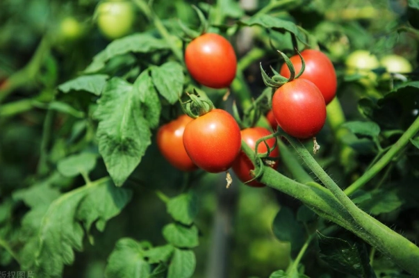 種植番茄的方法