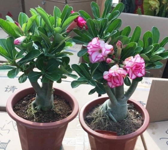 沙漠玫瑰葉子掉光