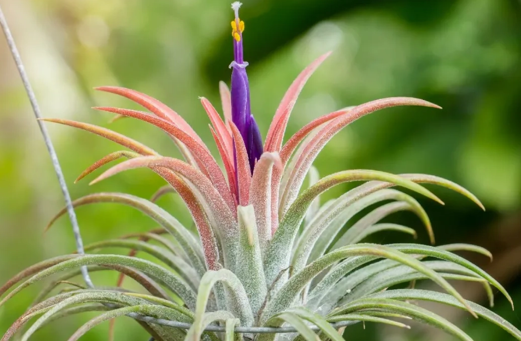 空氣鳳梨小精靈開花